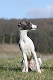 WHIPPET 387
